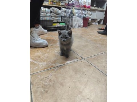 British shorthair dişi yavru