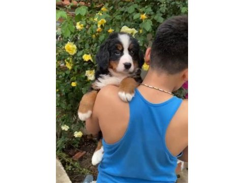 (sdk) çiftlikten ırk garantili bernese dağ köpeği