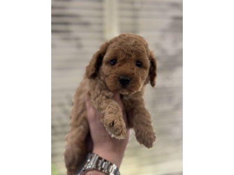 Irk ve sağlık garantili toy poodle