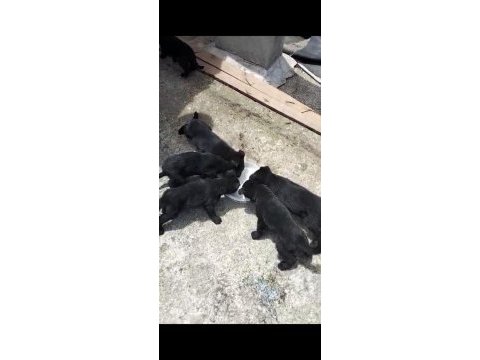 Black solid alman kurdu yavruları
