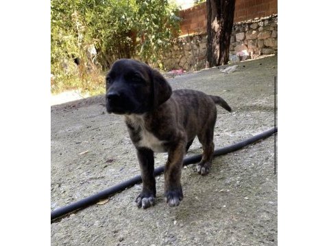 Afyon ücretsiz yavru köpek sahiplendirme
