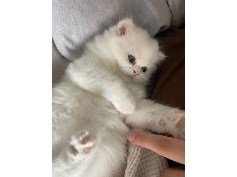 Duygularınızı değiştirecek chinchilla bebişlerim