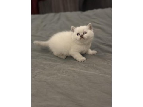 Eşsiz güzellikte blue point british shorthair bebekler