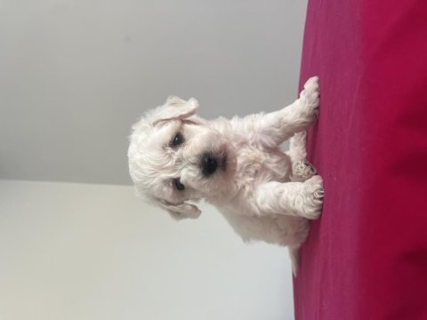 Maltese terrier yavrusu