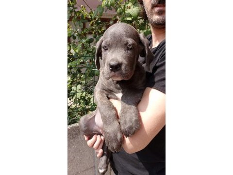 Cane corso dişi yavrularımız mevcut