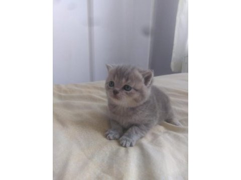 Rezerve açık yavrularımız british shorthair