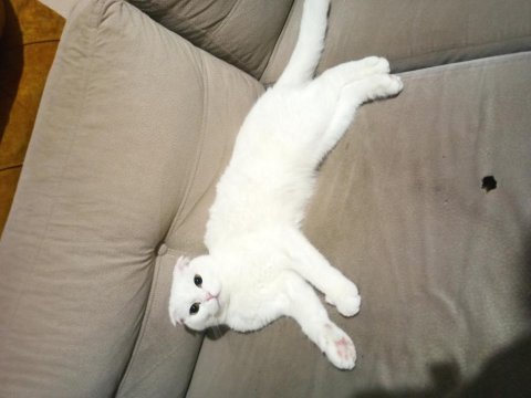 Sahiplendirilecek scottish fold