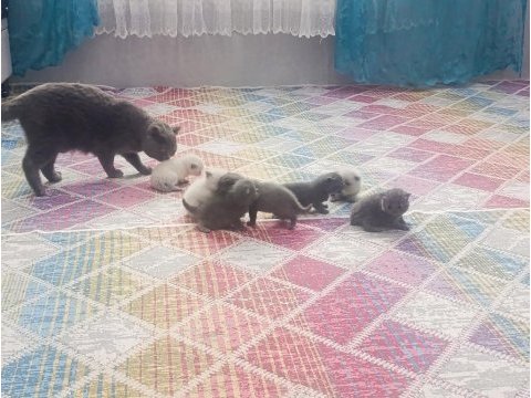 Ponçik kediler