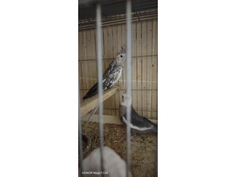 Dişi erkek mevcut sultan papağanı