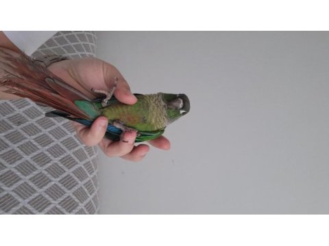 5 aylık el besleme yeşil yanak konur papağanı