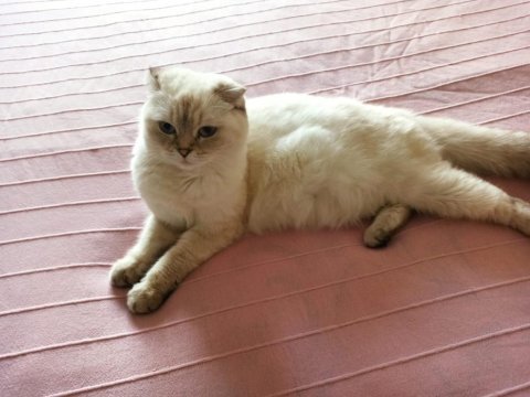 Tatlı şirin sakin yavrumuz yeni yuvasını arıyor