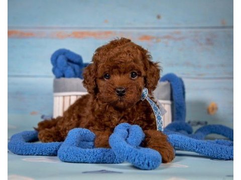 Toy poodle yavruları