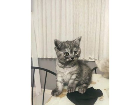 British shorthair yavrumuz