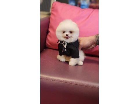 Birbirinden güzel pomeranian bebeklerimiz