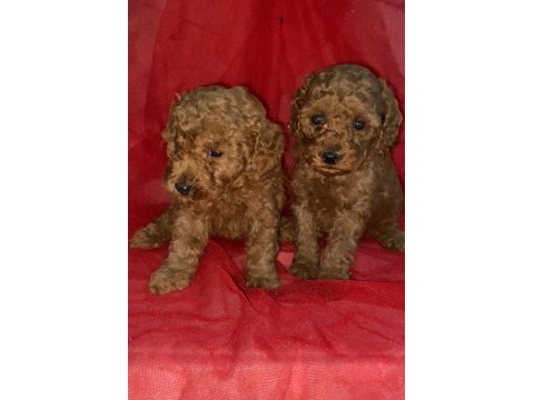 Sağlık ve ırk garantili toy poodle