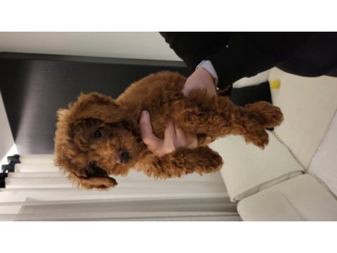 2 aylık orjinal toy poodle büyümeyen koyu kahverengi