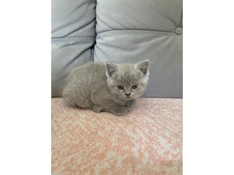 British shorthair dişi erkek yavrularım