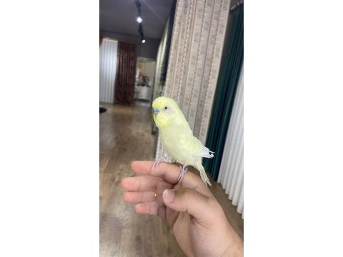 Konuşan muhabbet kuşu insan canlısı