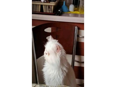 Beyaz iran persian dişi
