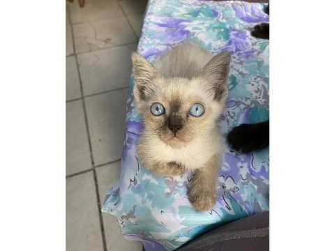 Blue erkek british shorthair oğlumuz