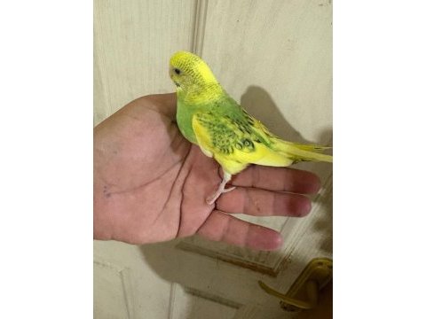 30 günlük konuşturmalık bebek muhabbet kuşu