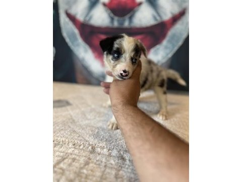 Border collie yavrular