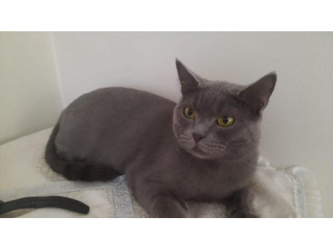 Kedi cinsiyet british