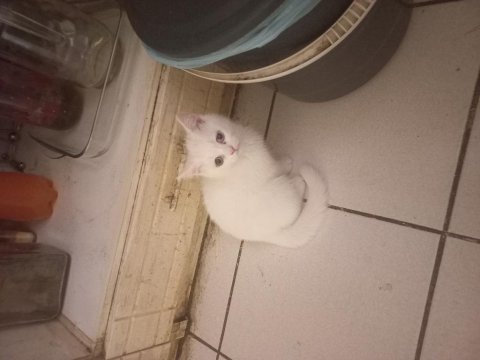 Çok tatlı british shorthair beyaz mavi gözlü