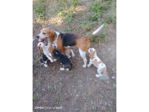 Beagle yavrular