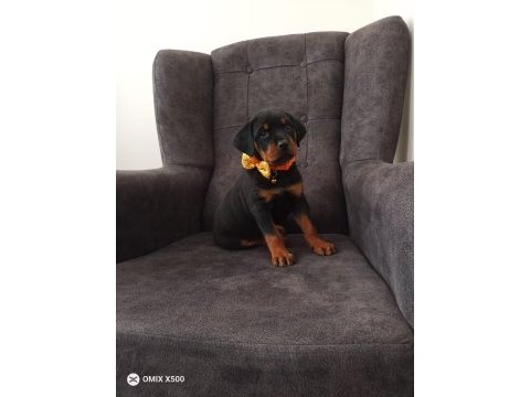 2 aylık dişi rottweiler mükemmel anatomi bayram öncesi acil