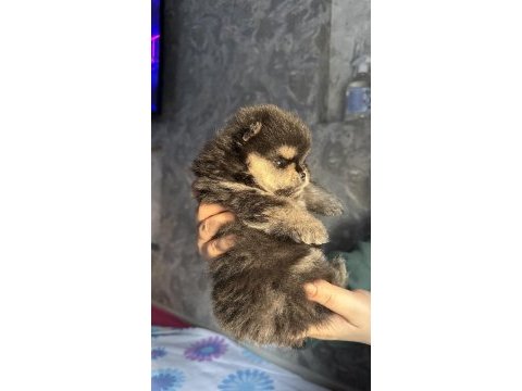 3 aylık pomeranian boo ayı surat