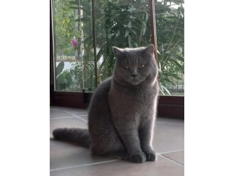 25 şubat doğumlu british shorthair oğlumuz yuvasını aryor