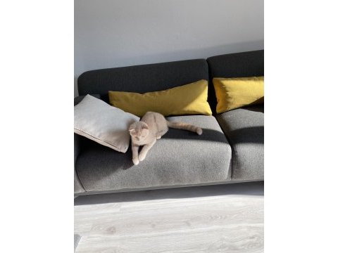 Cream scottish fold cinsi yavrumuza aile arıyoruz.
