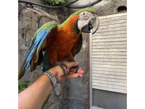 Konuşan hibrit rubygold macaw