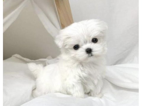 2 aylık sıfır numara kore maltese