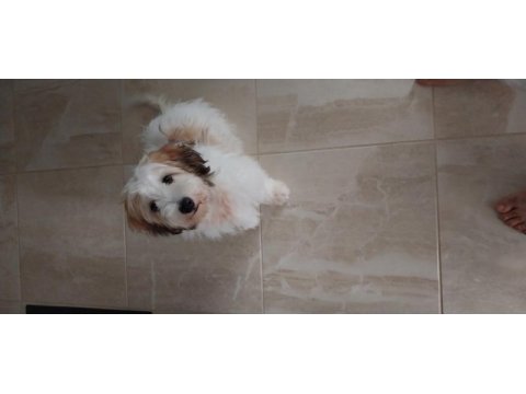 Havanese terrier 5 aylık