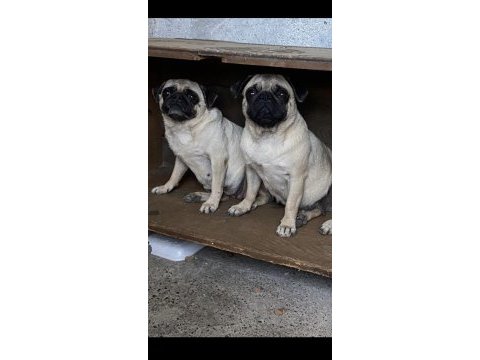 2 adet genç damızlık pug mops dişiler