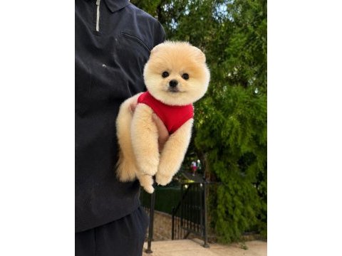Orjinal pomeranian boo yavrumuz moi