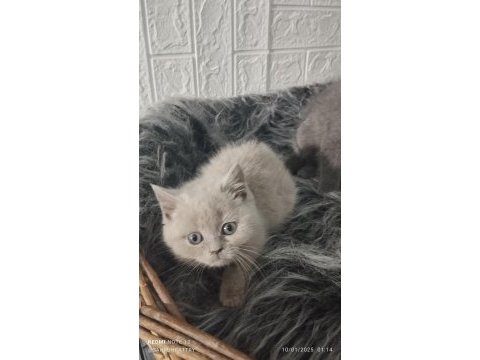 Fawn ve blue british shorthair yavrularım hazır