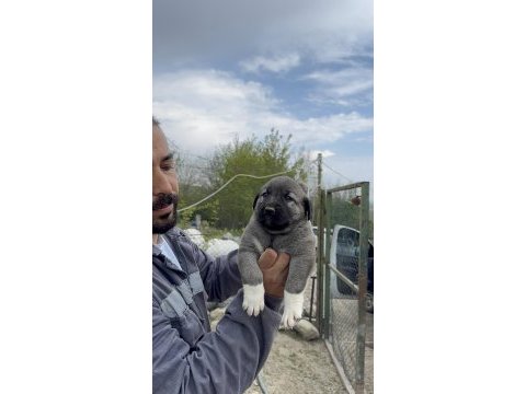 Sivas kangalı yavruları