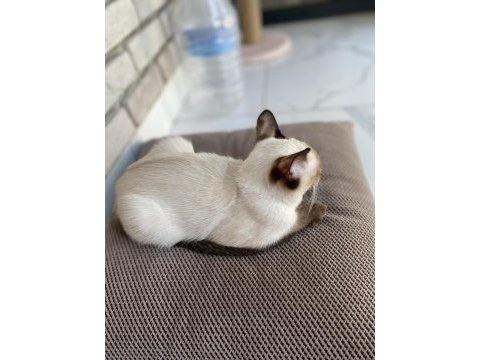 Güzel siyam kedisi yavrumuza yuva arıyoruz