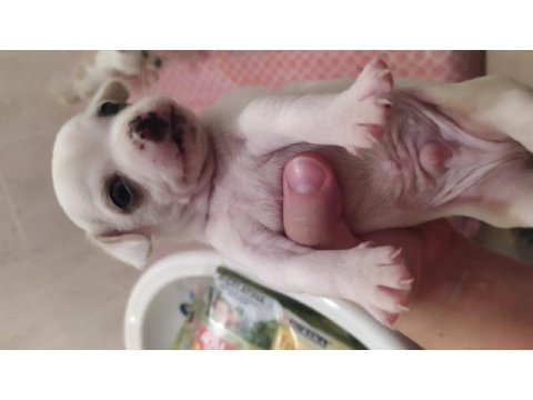 Şvava köpeği yavru