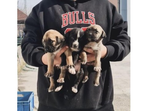Anne cane corso baba labrador ücretsiz sahiplendirme