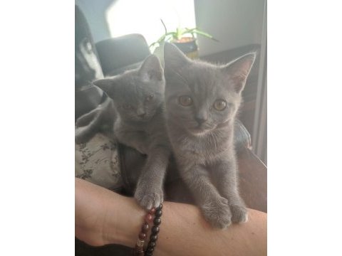 British shorthair yavrularımıza sıcak bir yuva arıyoruz