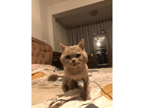 Kedi sahiplendirme british shorthair