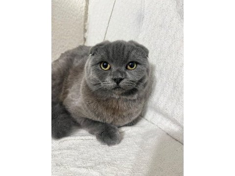 Scottish fold 8 aylık dişi