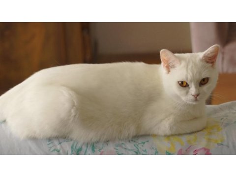 Kedimiz sevgili lily için yuva arıyoruz
