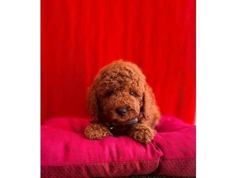 Red brown toy poodle bebekler