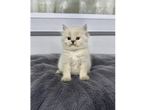 British longhair (show kalite)