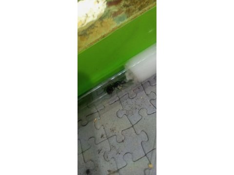 Kraliçe karınca